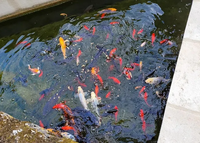 Chateau De Scandaillac Gasthuis